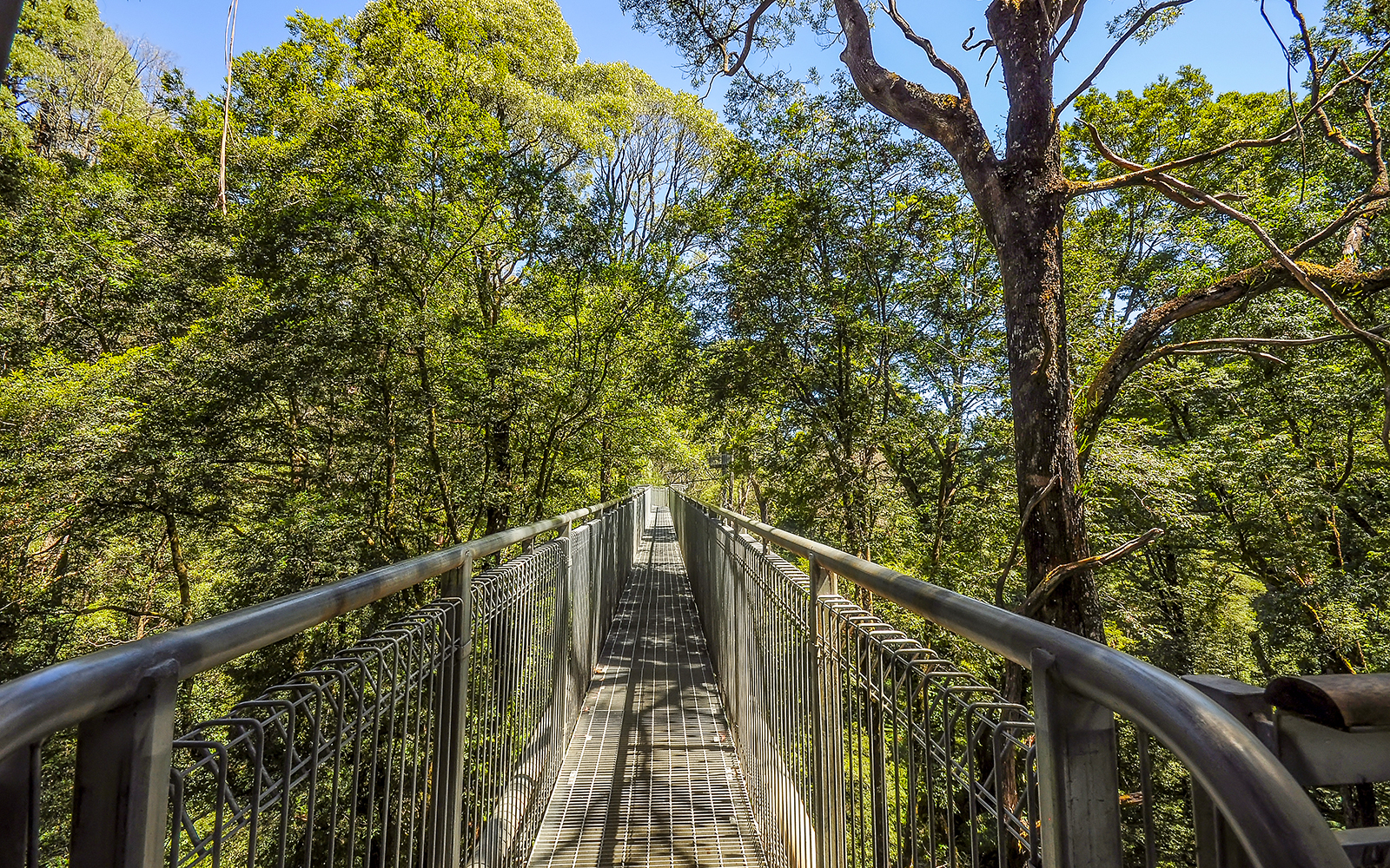 The Otway Fly Treetop Walk
