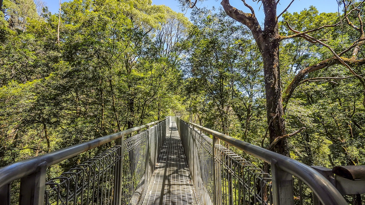 The Otway Fly Treetop Walk