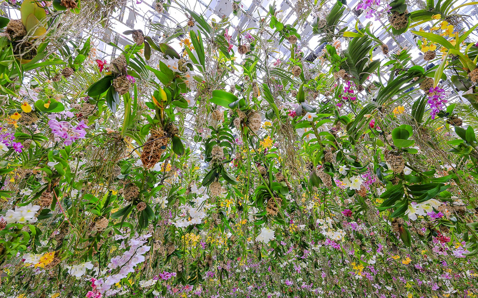 Teamlab Garden Tokyo digital art installation with vibrant light displays and interactive exhibits.