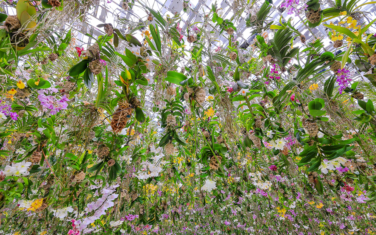 Teamlab Garden Tokyo digital art installation with vibrant light displays and interactive exhibits.