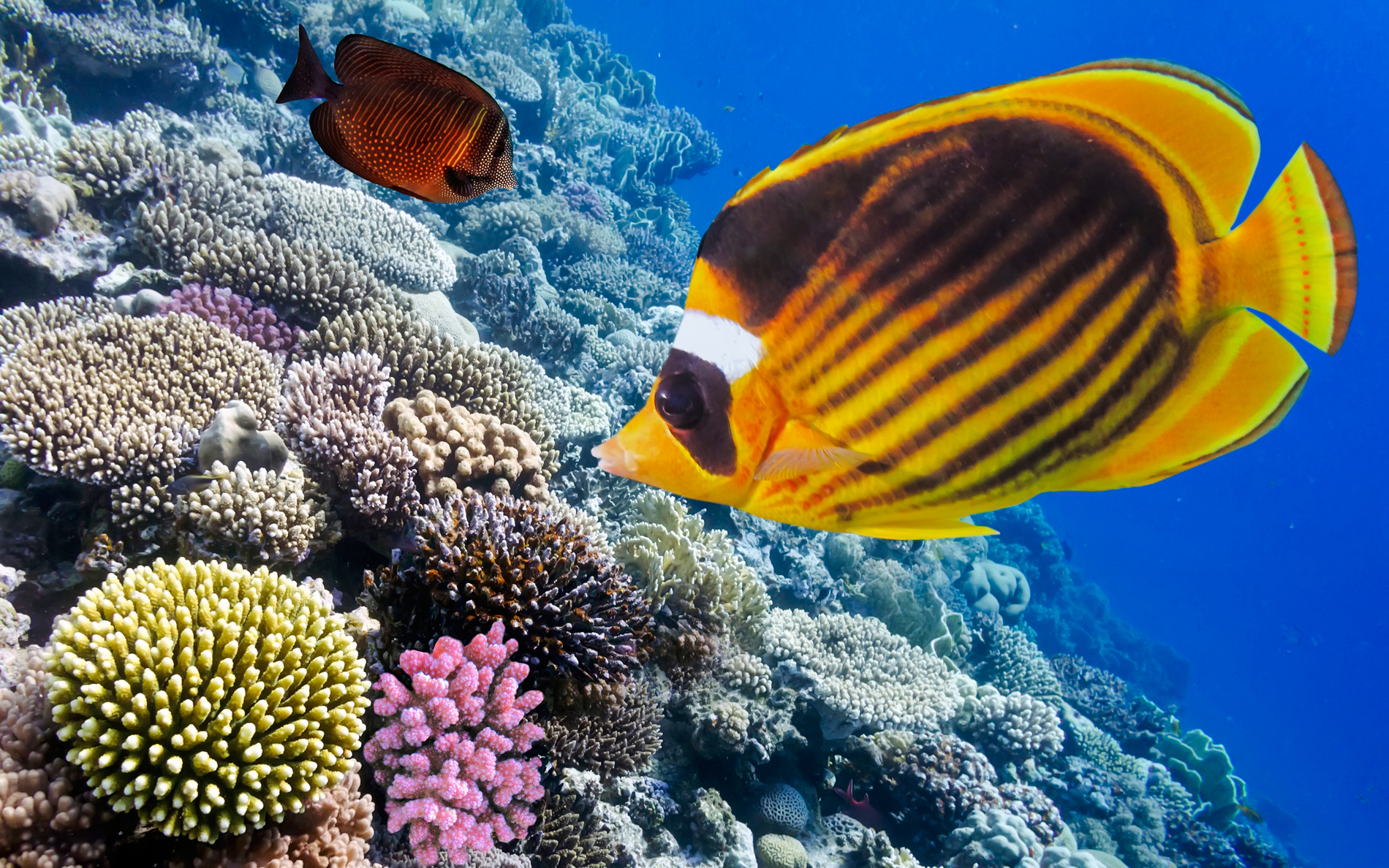 Colorful fish swimming over coral reef during snorkeling, White Island, Sharm El-Sheikh.