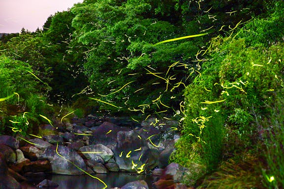 full-day tour of weston wetland with fireflies, safari & sunset cruise-8