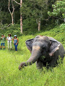 Visitors observing an elephant in the lush greenery of Phuket Elephant Sanctuary.