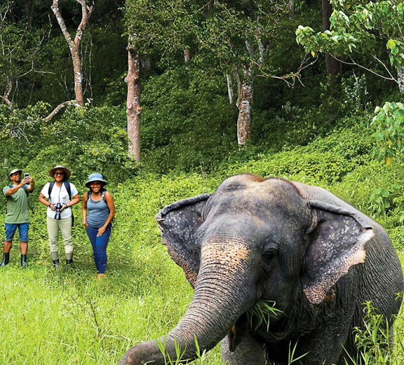 Visitors observing an elephant in the lush greenery of Phuket Elephant Sanctuary.