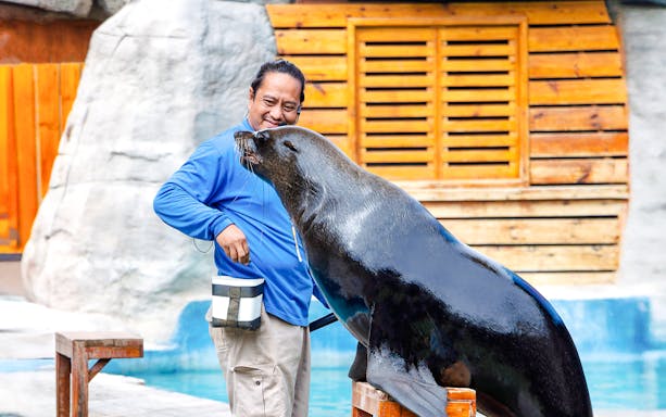 Sea lion interacting with trainer during presentation at a marine exhibit.