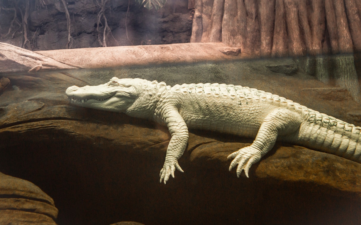 Albino alligator Claude resting on a rock in an exhibit.