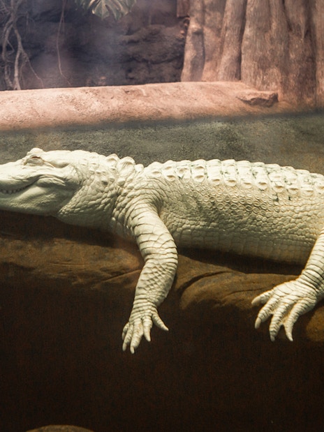Albino alligator Claude resting on a rock in an exhibit.