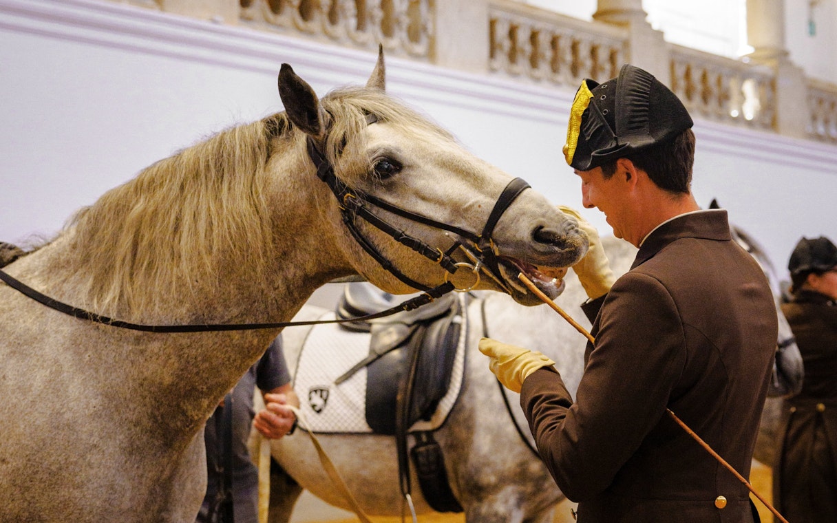 Horse training session at the Spanish Riding School, Vienna.