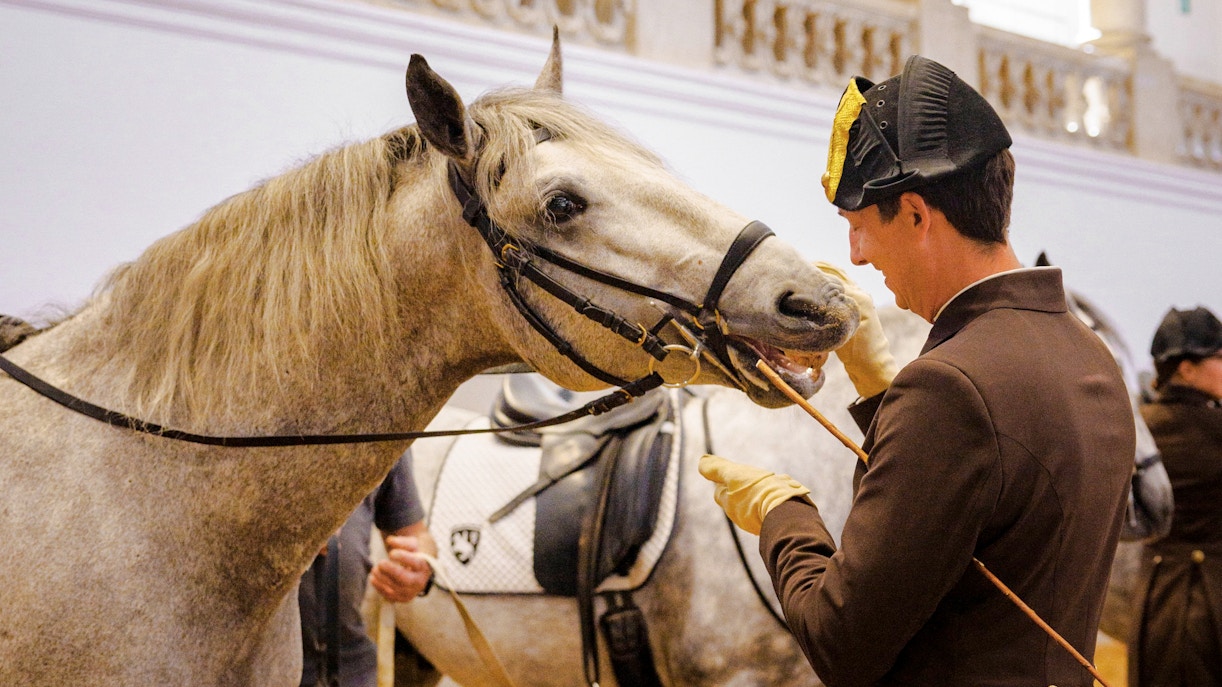 Horse training session at the Spanish Riding School, Vienna.