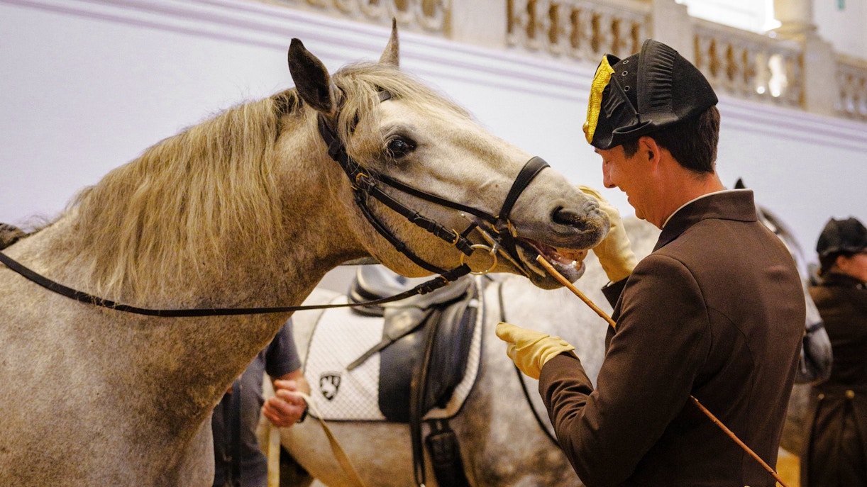 Horse training session at the Spanish Riding School, Vienna.