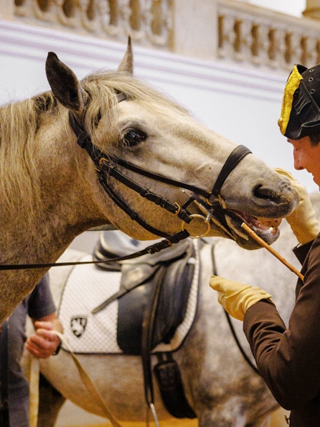 Horse training session at the Spanish Riding School, Vienna.