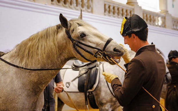 Horse training session at the Spanish Riding School, Vienna.