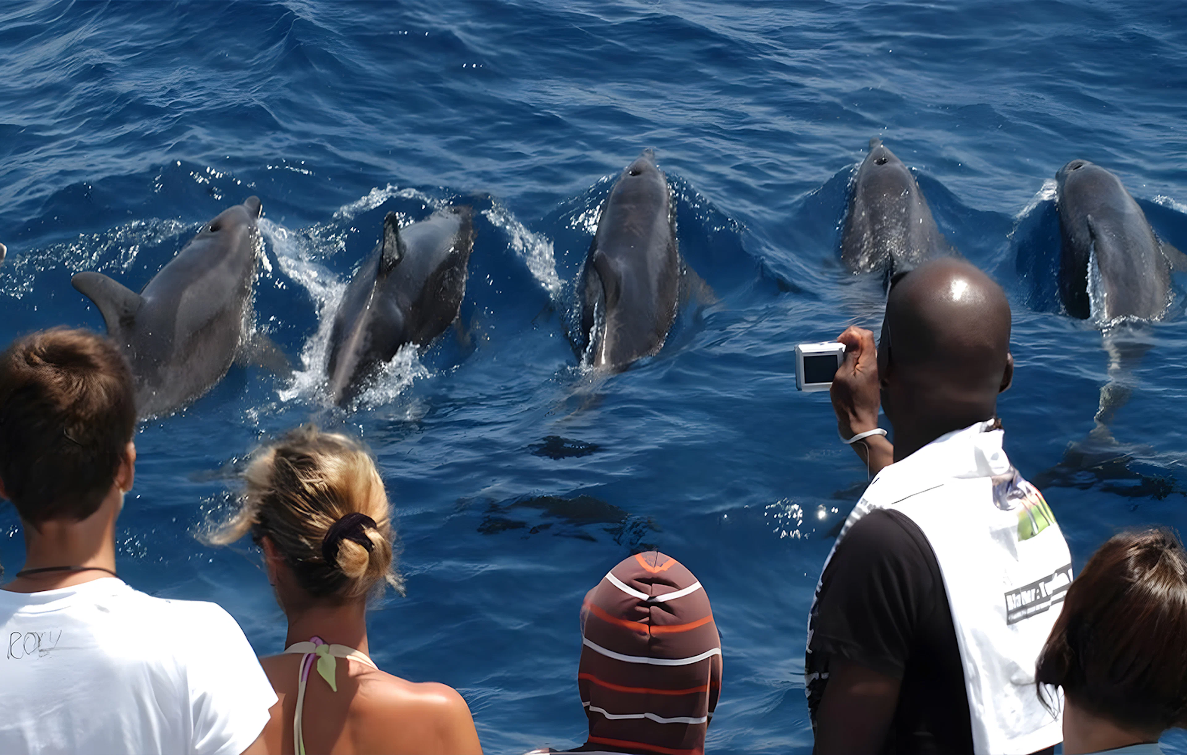 Tourists on boat watching dolphins during Dolphin & Whale Watching Cruise.