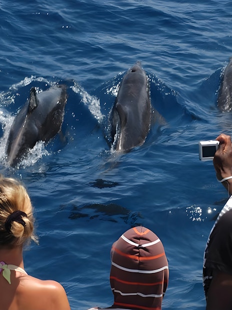 Tourists on boat watching dolphins during Dolphin & Whale Watching Cruise.