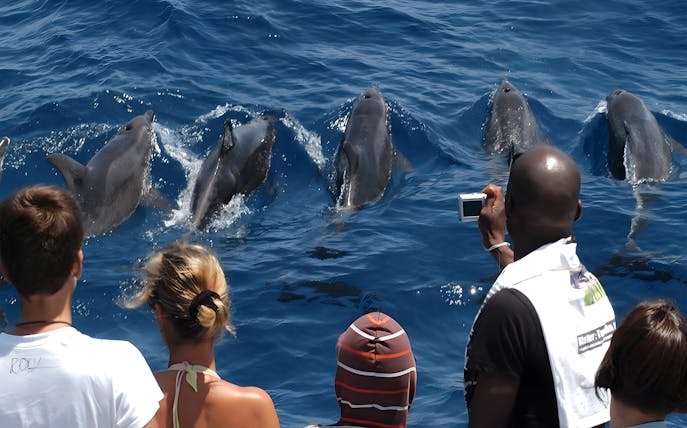 Tourists on boat watching dolphins during Dolphin & Whale Watching Cruise.