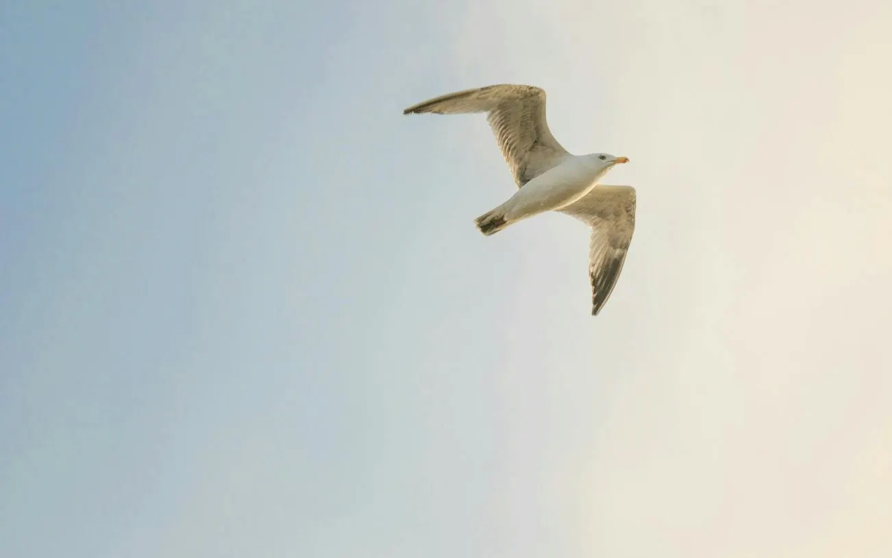 Seagull soaring in the sky, part of The Great Gull of Brighton exploration game.