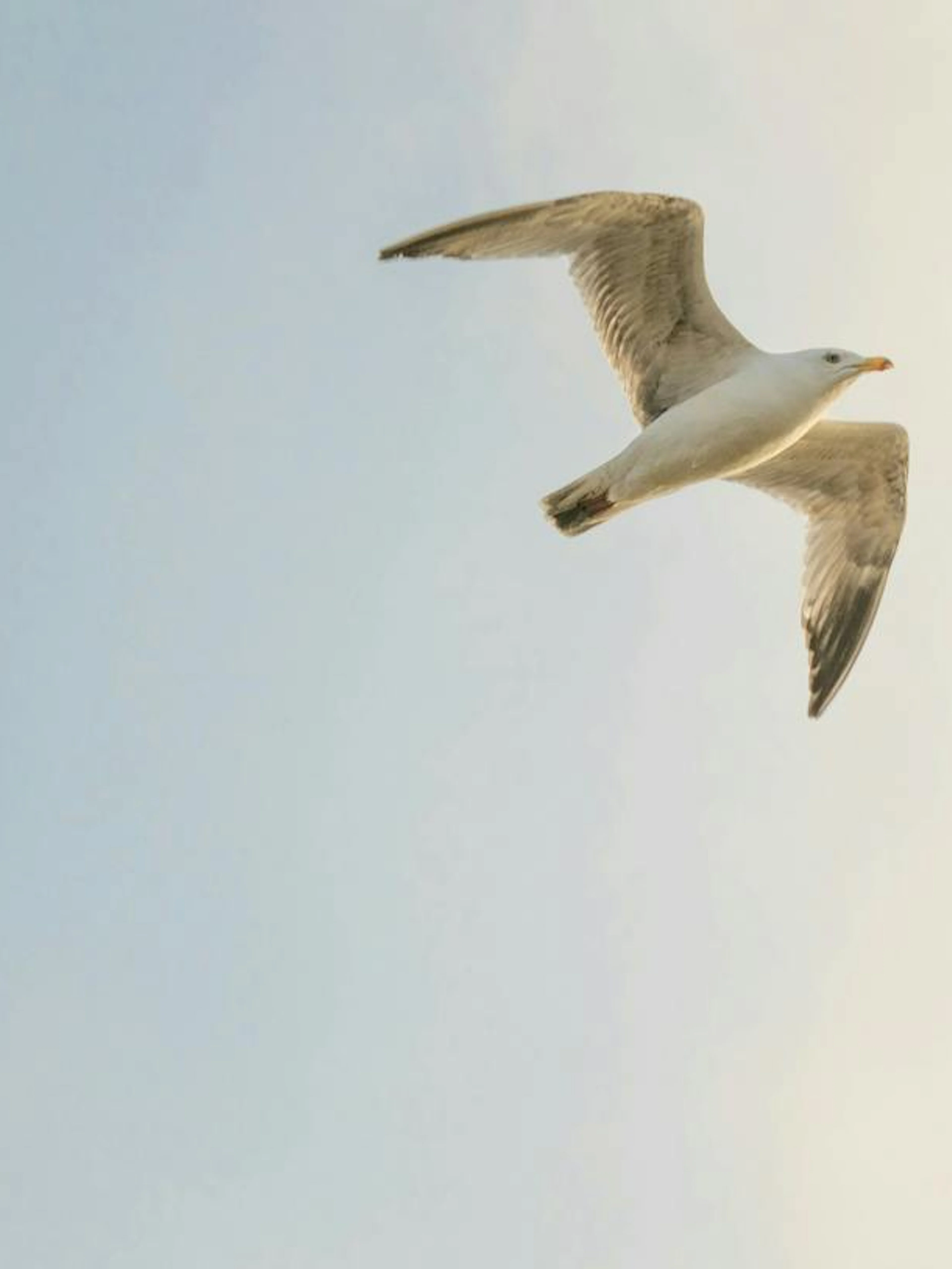 Seagull soaring in the sky, part of The Great Gull of Brighton exploration game.
