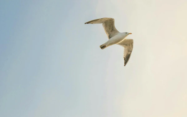 The Great Gull of Brighton: Self-Guided City Exploration Game