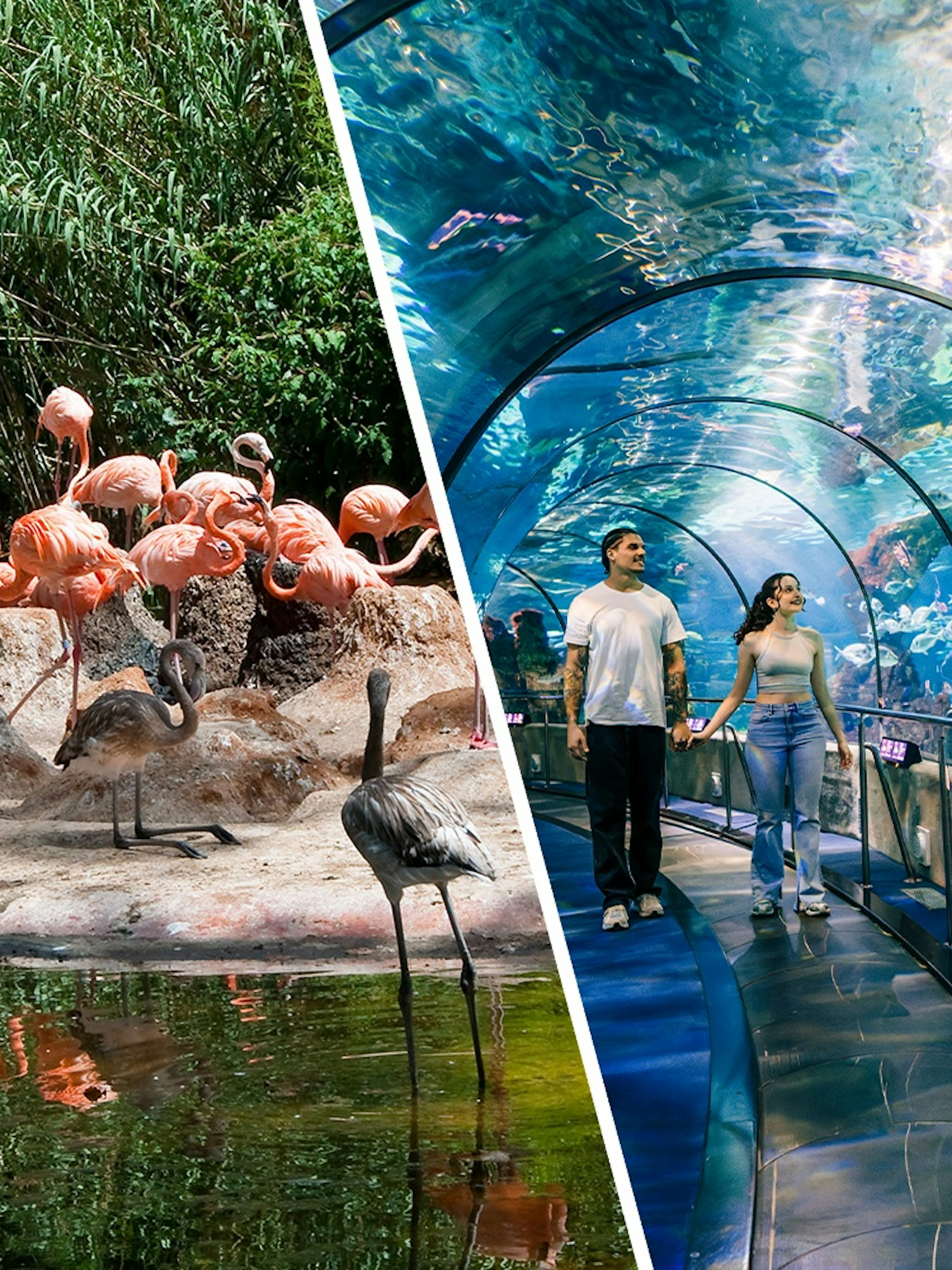 Tourists walking through the underwater tunnel at Barcelona Aquarium.