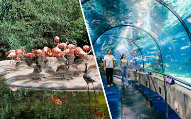 Tourists walking through the underwater tunnel at Barcelona Aquarium.