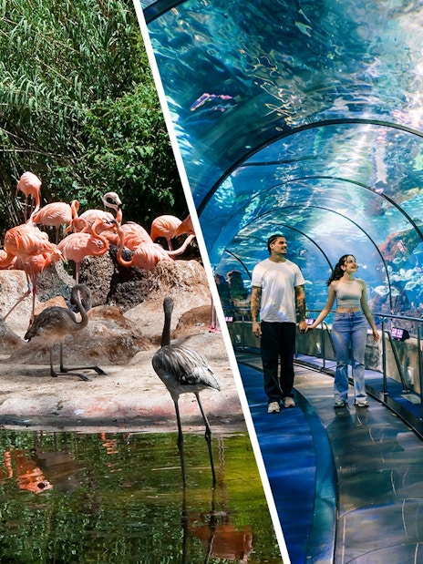 Tourists walking through the underwater tunnel at Barcelona Aquarium.