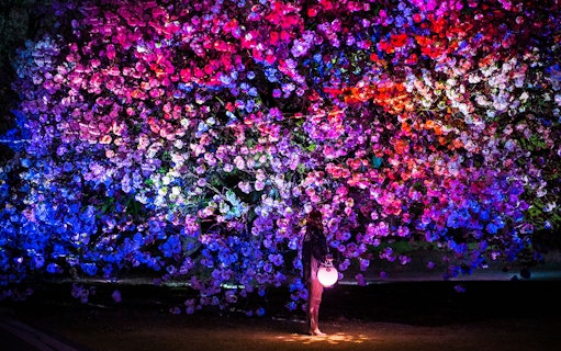 Sakura trees illuminated with colorful lights at NAKED Sakura Night Garden, Shinjuku Gyoen 2023.