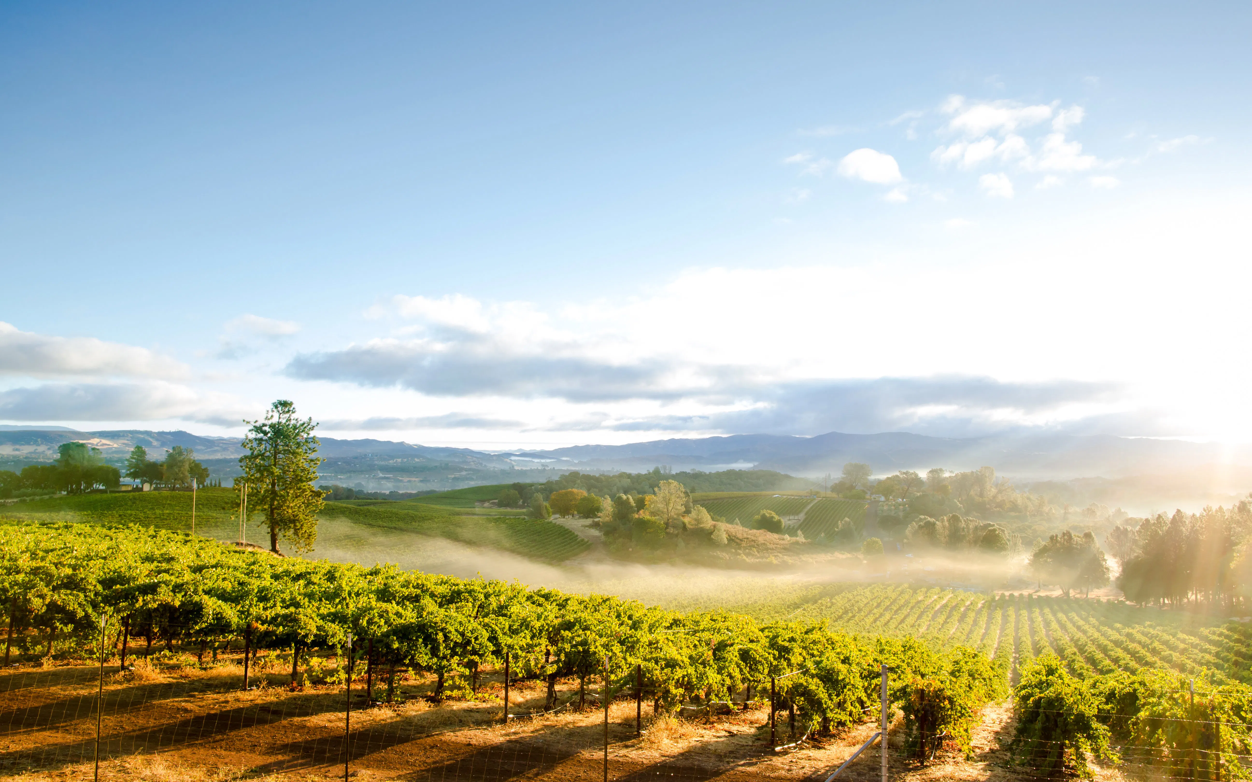 SOUMAH of Yarra Valley