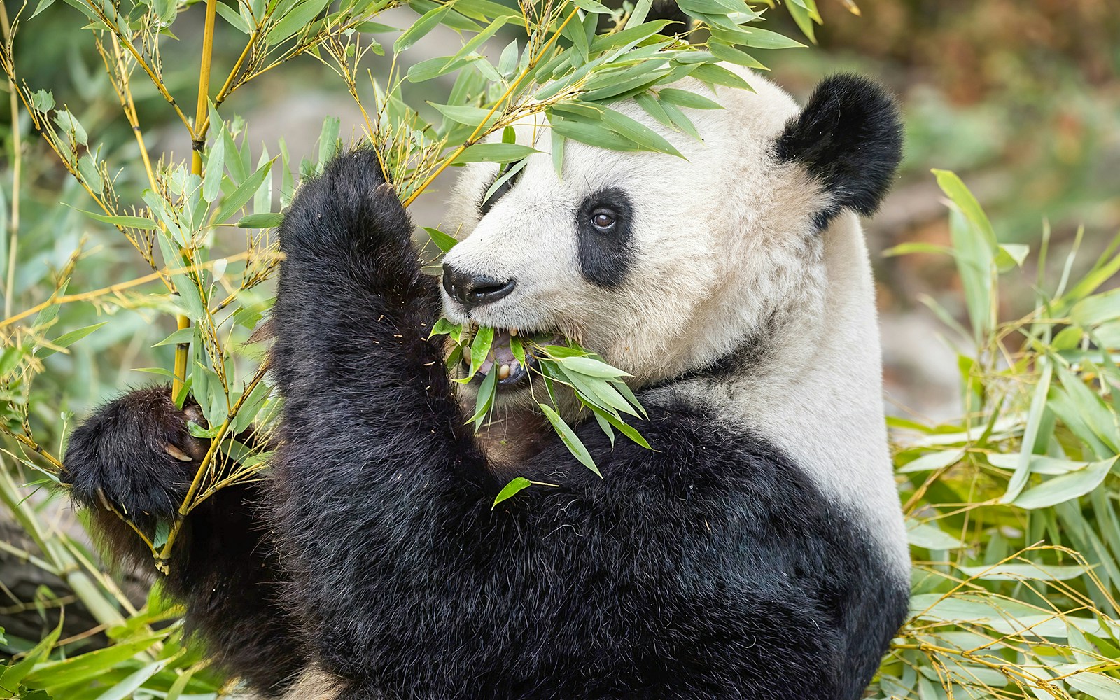 Giant panda