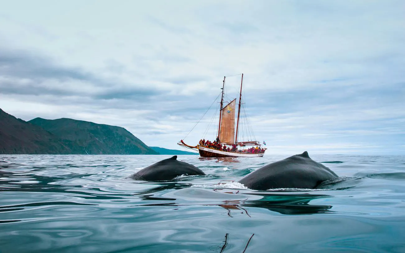 Schooner with tourists watching whales in Húsavík, Iceland.