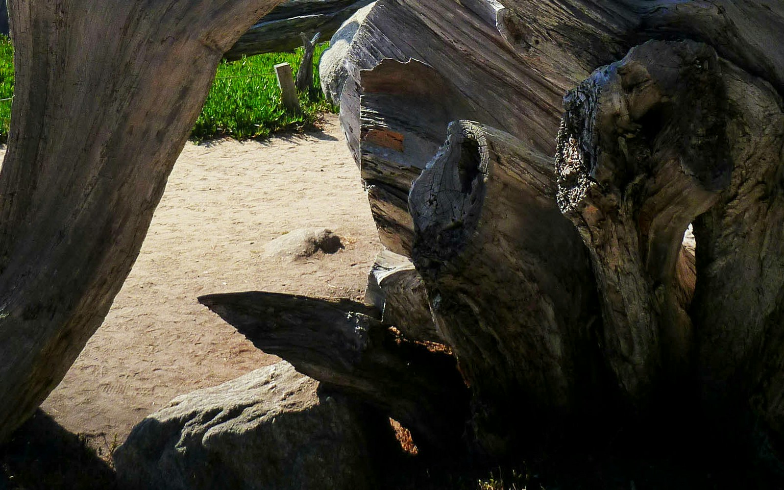 The Tree of Vowels by Giuseppe Penone