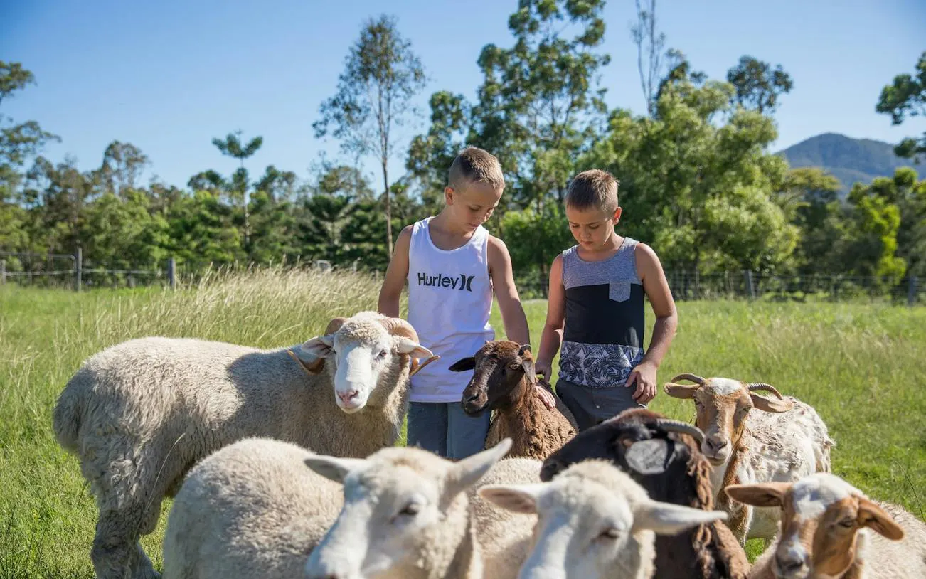 Children interacting with sheep on a farm during the Premium 1-Hour Animal Tour, Brisbane.