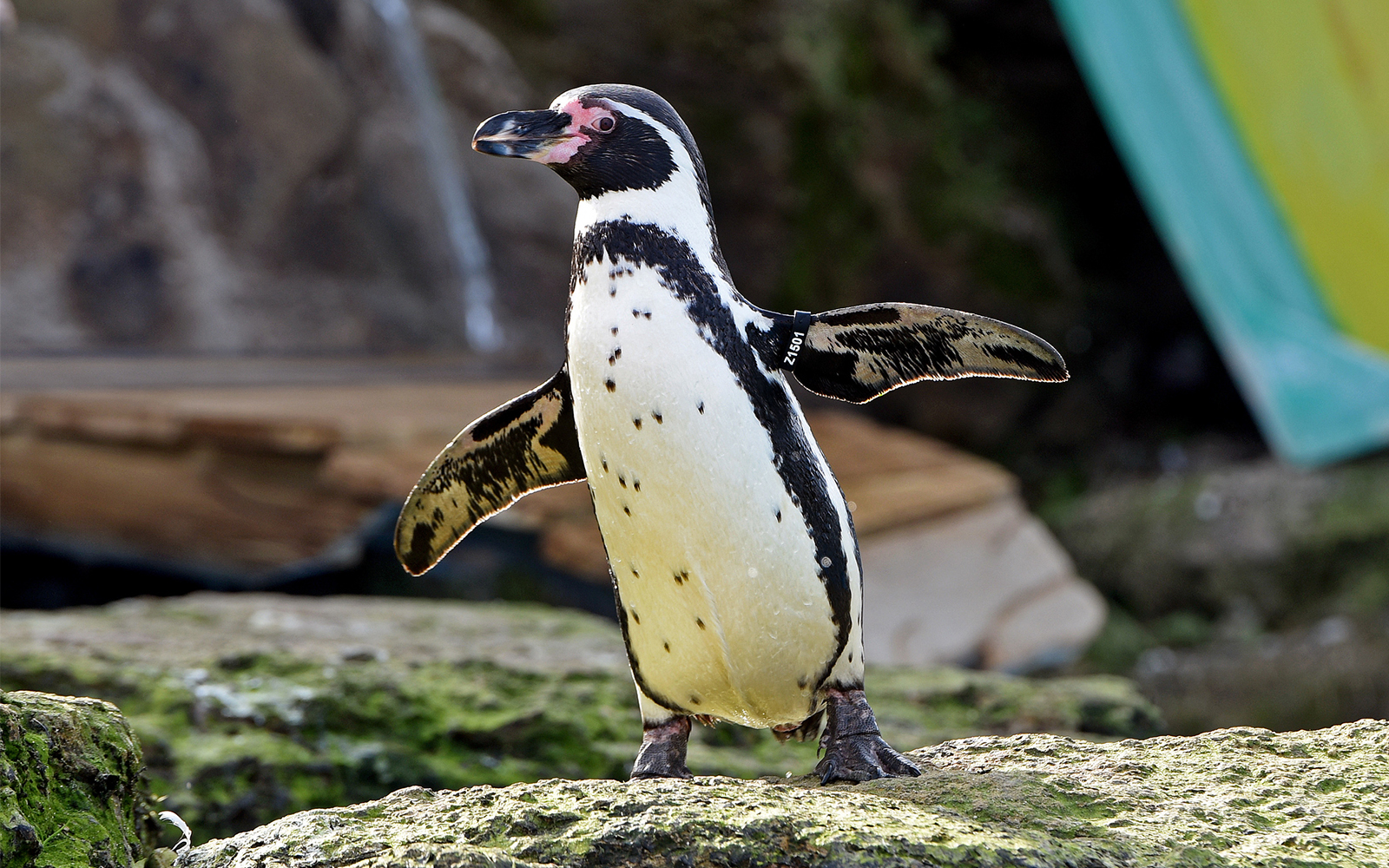 Chessington World of adventures tickets