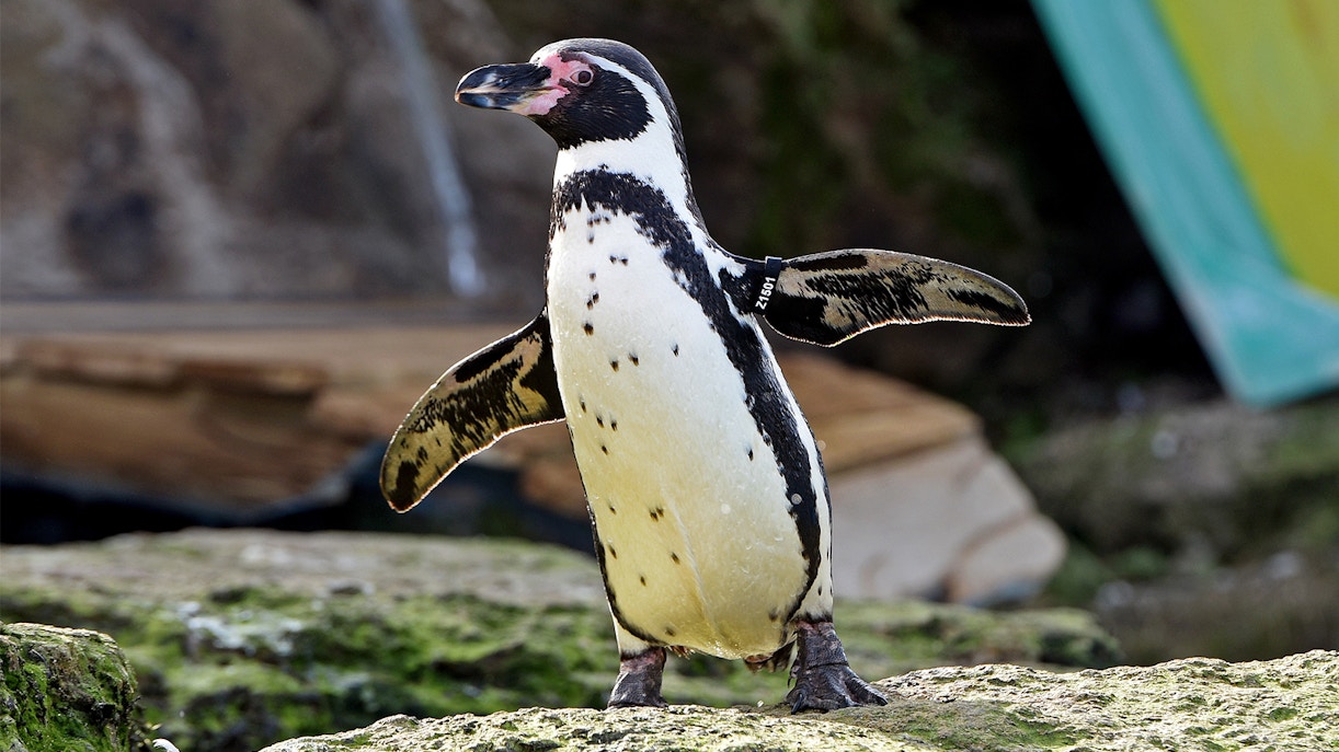 Chessington World of adventures tickets