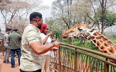 Visitors feeding a giraffe at Giraffe Centre, Nairobi.