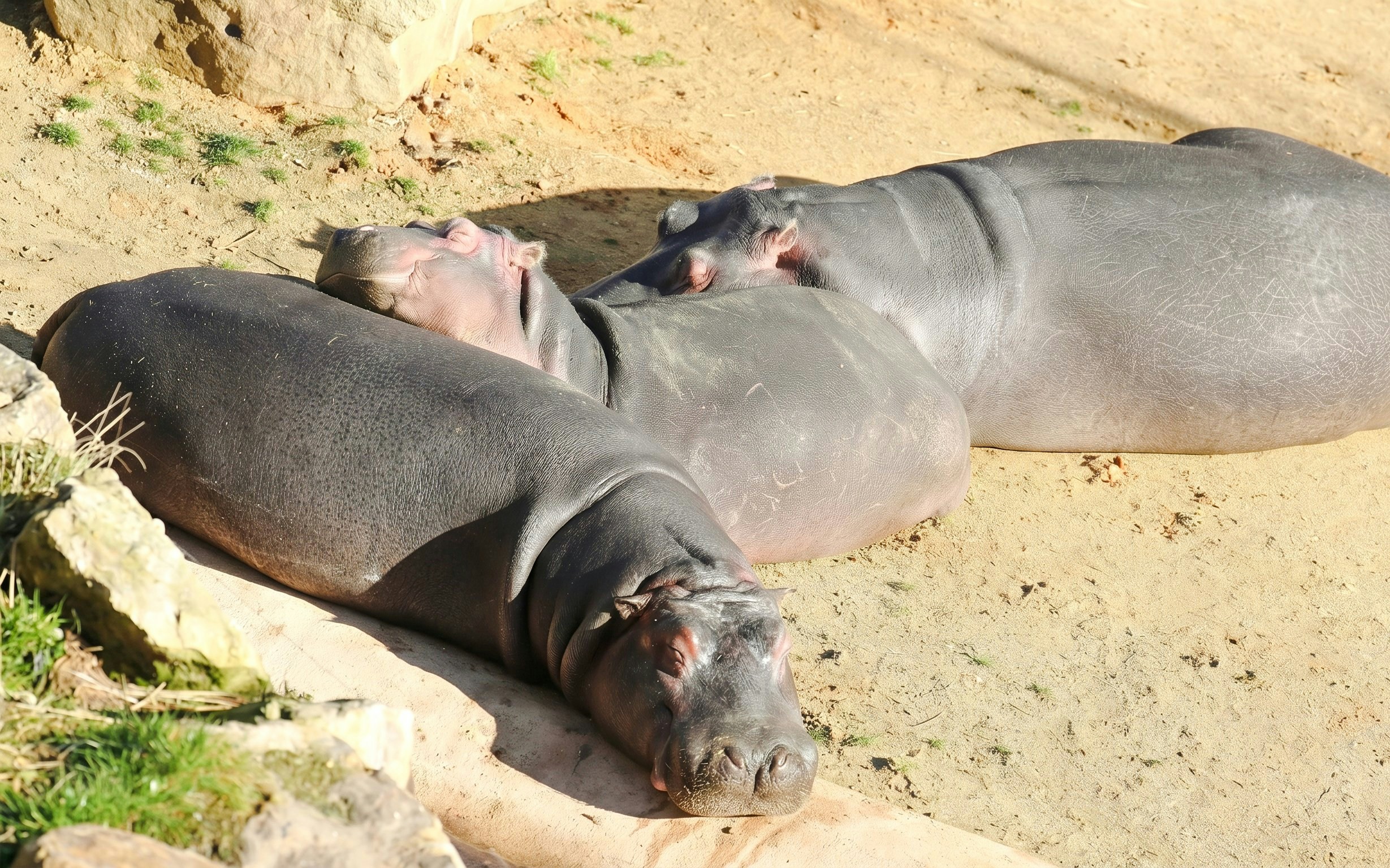 Hippopotamuses resting at ZooParc de Beauval Hippopotamus Reserve.