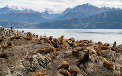 Sea lions resting on rocky shore of Martillo Island, Beagle Channel, near Ushuaia, Argentina.