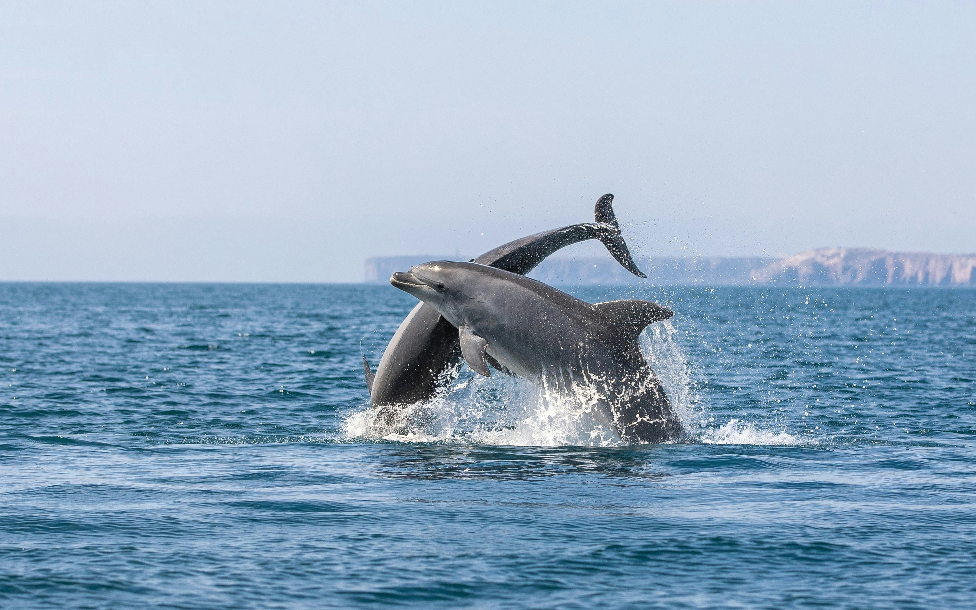 Bottlenose dolphins leaping in the ocean near Portugal.