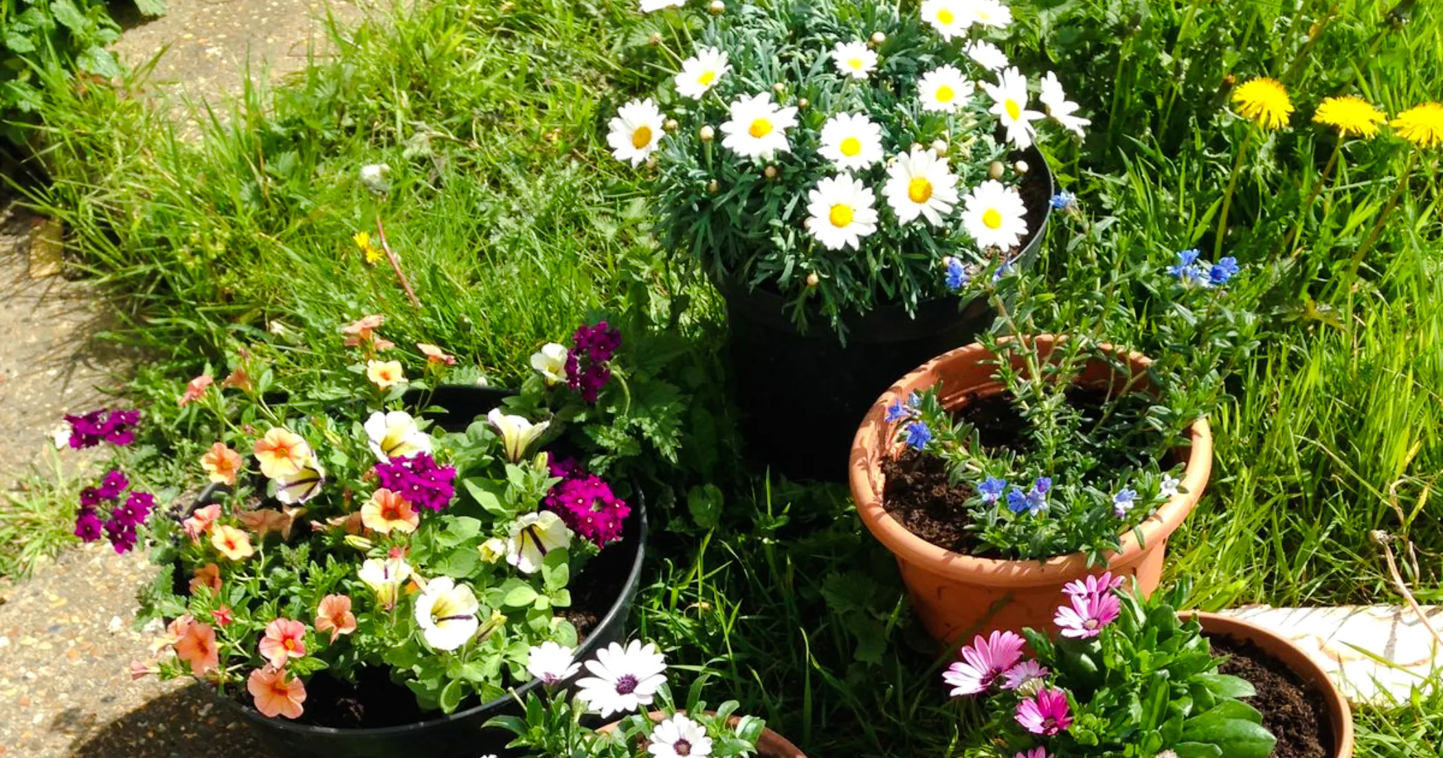 Potted flowers at Plant Cutting Workshop, Village Solaire, Essaouira.