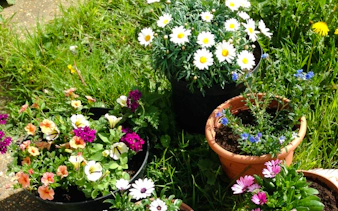 Potted flowers at Plant Cutting Workshop, Village Solaire, Essaouira.