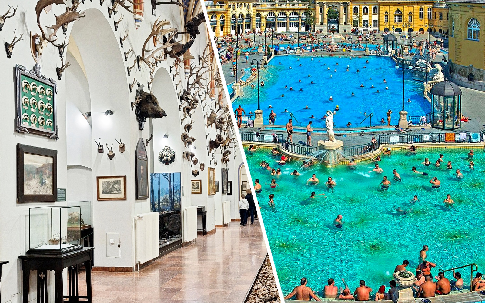 Vajdahunyad Castle museum interior with mounted animal displays, Budapest, Hungary.