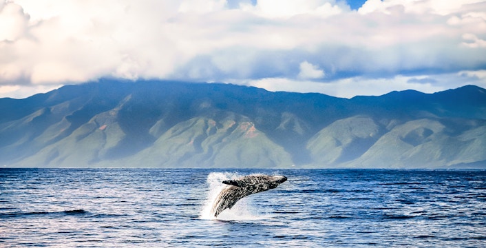 Maui Whale Watching