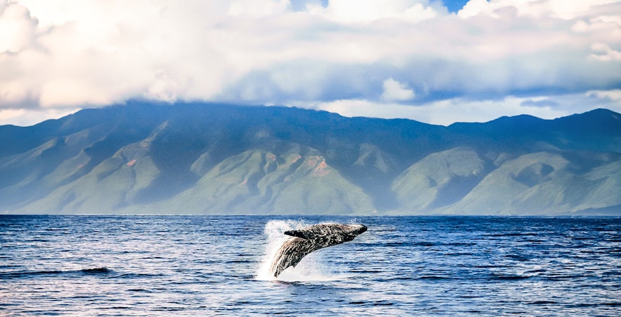 Maui Whale Watching