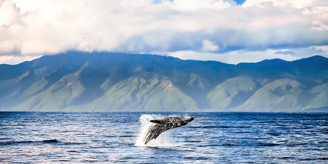 Maui Whale Watching