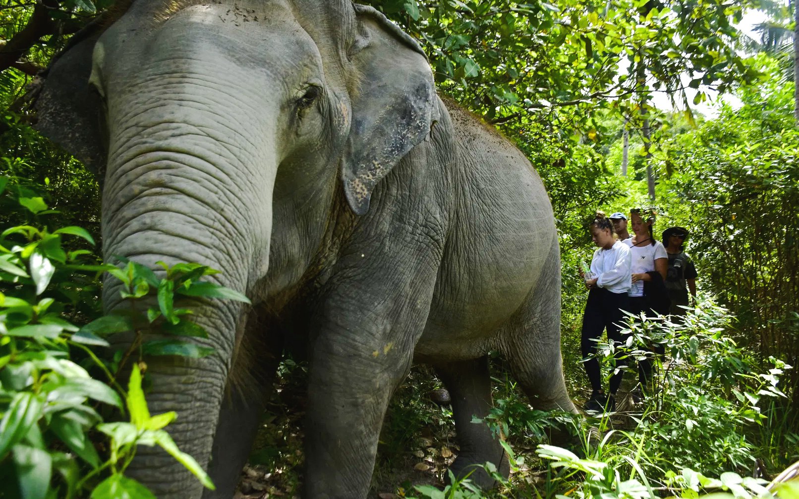 Elephant leading a walking tour through lush forest with tourists following.