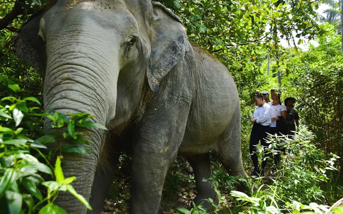 Elephant leading a walking tour through lush forest with tourists following.