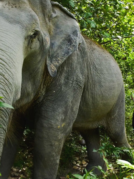 Elephant leading a walking tour through lush forest with tourists following.
