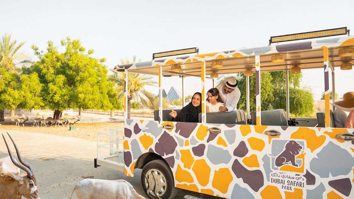 Safari tram tour at Dubai Safari Park with visitors observing wildlife.