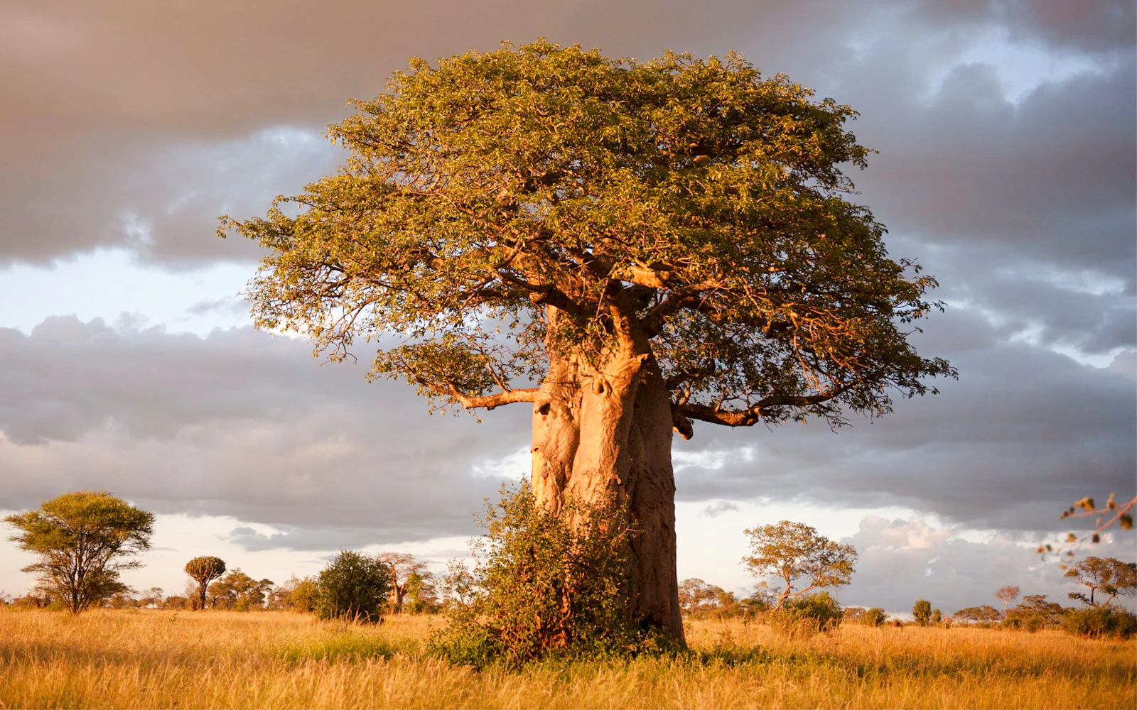 5-Day Tarangire, Serengeti & Ngorongoro Crater Safari from Arusha Image 2