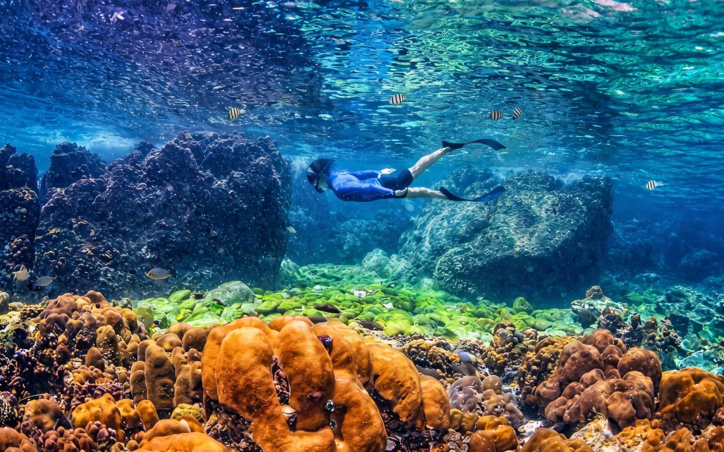 Snorkeler exploring coral reef in Phi Phi Islands, Thailand.