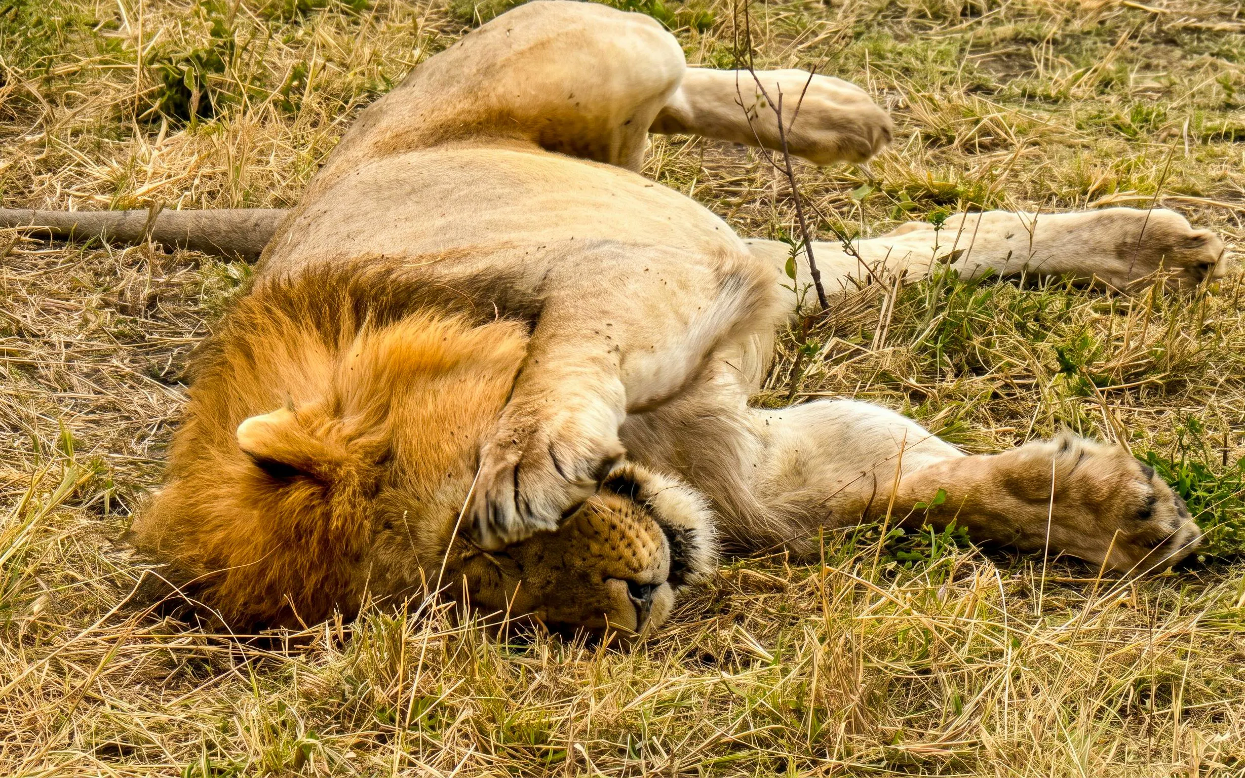 Lion resting on grass in Masai Mara Safari, Kenya.